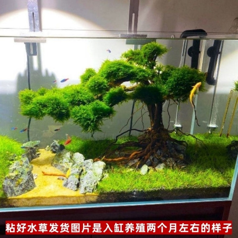 Maceta de Madera Ecológica Pro - Resin Art With Wood reseña y precio