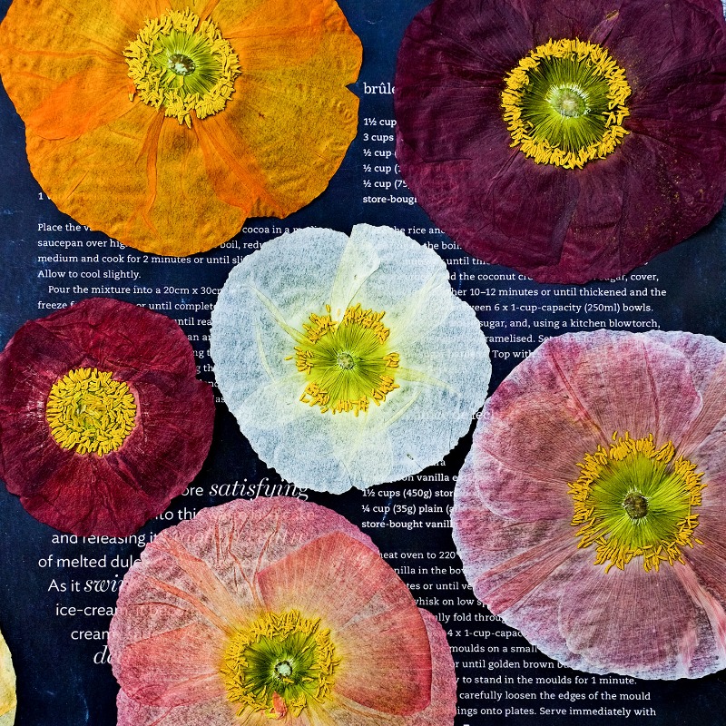 1 unidad, Flores Secas Prensad - Resin Art For Photo Frame reseña y precio
